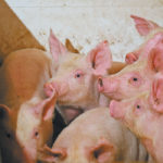 Dr. Keith Lehman, Alberta's chief veterinarian, issued confirmation Jan. 7, emphasizing that the virus presents no risk to human health or to food safety and no market implications are expected. | File photo