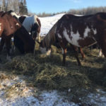 Two people are facing numerous animal cruelty charges after Evansburg RCMP launched an investigation into allegations of mistreatment of horses on a rural property. | Facebook/Lauren Nagel photo