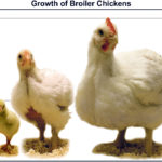 Modern broiler chickens grow rapidly to reach a weight of about two kilograms in less than six weeks. | Jamie Rothenburger photo