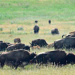 Many bison producers are using genetic testing as part of an effort to remove cattle genes from their herds. | File photo