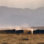 Test results includes percentages of crude protein as well as minerals such as calcium, phosphorus, magnesium, potassium, sulfur, copper, manganese, zinc, molybdenum and iron. Here, dust swirls in the high winds as cattle feed east of Longview, Alta., Dec. 29.  |  Mike Sturk photo