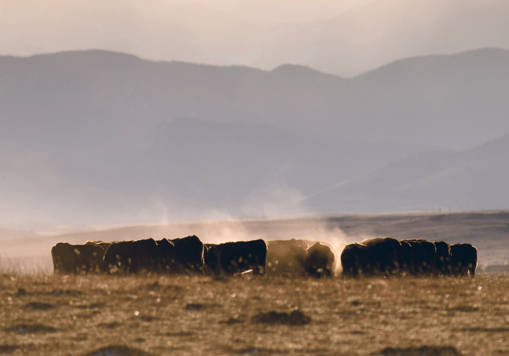 Test results includes percentages of crude protein as well as minerals such as calcium, phosphorus, magnesium, potassium, sulfur, copper, manganese, zinc, molybdenum and iron. Here, dust swirls in the high winds as cattle feed east of Longview, Alta., Dec. 29.  |  Mike Sturk photo 