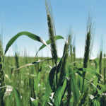 An increase in Kansas City hard red winter wheat futures and a weakening loonie helped support Canadian Western Red Spring and Canadian Prairie Red Spring prices last year. | File photo