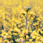 Agri-Trend’s Canola 100 agri-prize was a three-year contest to award the first grower to reach a yield of 100 bushels per acre on a 50-acre field, or the grower who had the largest yield over the three years. | File photo