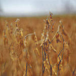 Soybean prices remain at the worst levels they’ve suffered since the end of the commodities boom, while corn, the other bellwether crop, is stumbling along beneath US$4 per bushel. | File photo