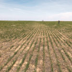 Wheat crops in Kansas suffered from drought last spring, such as this one near Colby, but one of the state’s wettest Octobers on record hampered winter wheat seeding, which will likely help contribute to another small crop this year. | REUTERS/Michael Hirtzer photo