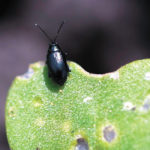 Anecdotal evidence seems to indicate that canola fields infested with flea beetles are more likely to suffer from blackleg. A researcher is planning an experiment to test this hypothesis. | Canola Council of Canada photo