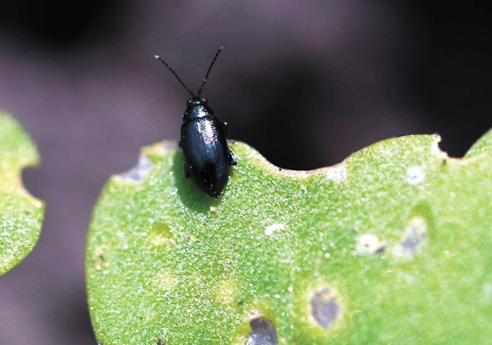Anecdotal evidence seems to indicate that canola fields infested with flea beetles are more likely to suffer from blackleg. A researcher is planning an experiment to test this hypothesis.  |  Canola Council of Canada photo