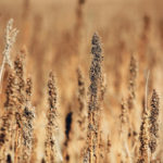 One course will teach farmers how to maximize revenue while the other will focus on processing. | File photo