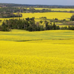 Leaders of provincial canola groups aren't pushing for a stick, to discourage the growing of back-to-back canola. It's not clear why, but it could be a distaste for regulations and penalties. | File photo