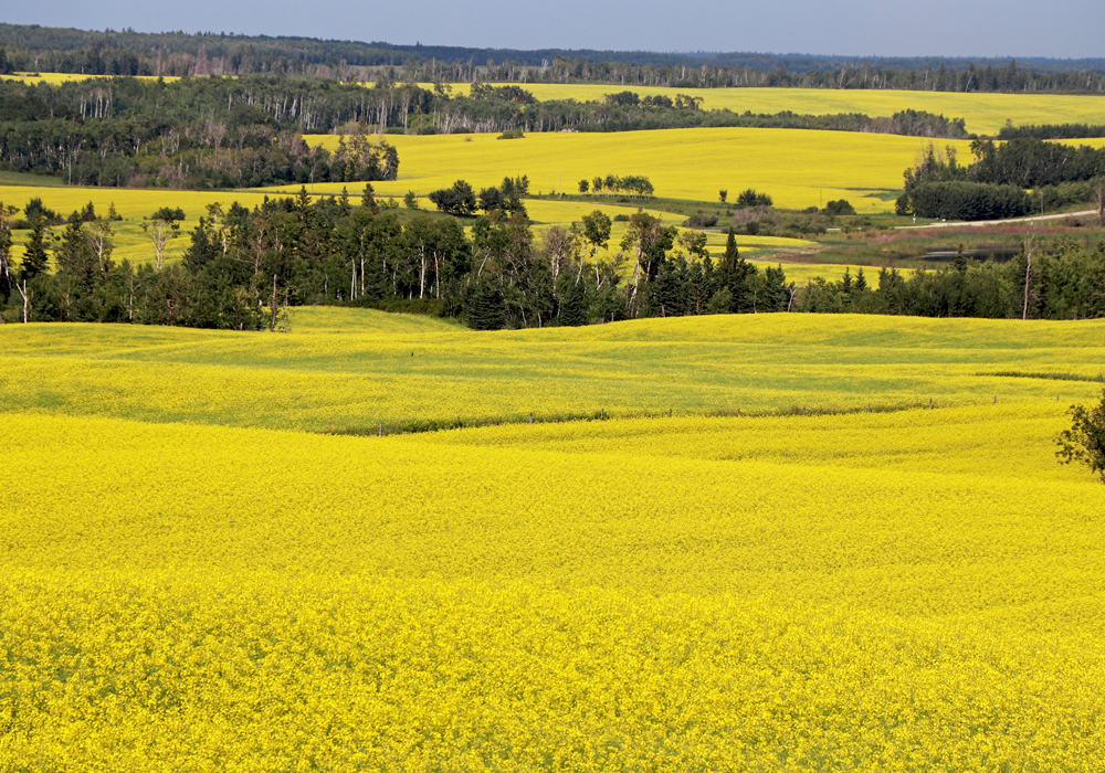 Leaders of provincial canola groups aren't pushing for a stick, to discourage the growing of back-to-back canola. It's not clear why, but it could be a distaste for regulations and penalties. | File photo