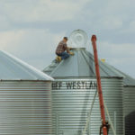 In a joint news release dated Jan. 11, seed companies Alliance Seed, Canterra, FP Genetics and SeCan said they hope to provide seed customers with more clarity about proposed funding changes and how will affect primary producers. | File photo