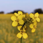 Canola contracts on the ICE futures platform moved lower during the week ended Jan. 11, nearing major chart support as a number of factors conspired against the commodity. | File photo