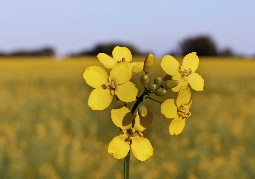 Canola contracts on the ICE futures platform moved lower during the week ended Jan. 11, nearing major chart support as a number of factors conspired against the commodity. | File photo