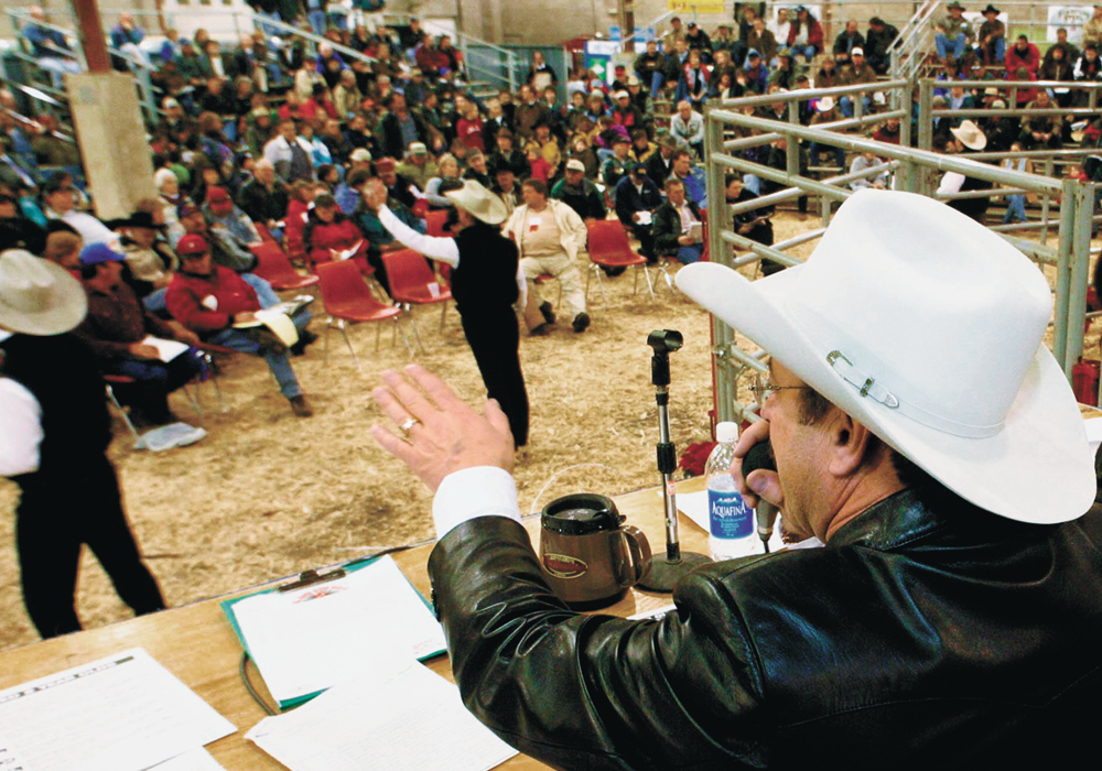 Only four of Manitoba's eight major cattle auctions had sales last week. With sales numbers down compared to those before the holiday break. | File photo