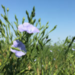 Chuck Penner, analyst with LeftField Commodity Research, anticipates more of the same in the flax market, which isn’t bad. | Michael Raine photo