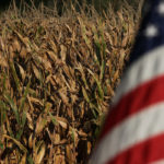 Viterra's Kenric Exner says Alberta cattle feeders are using more U.S. corn in feedlot rations when the economics of using corn rather than barley makes sense. | File photo