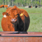 The first project under this program will be to confirm water sulfate consumption guidelines for beef cattle. | File photo
