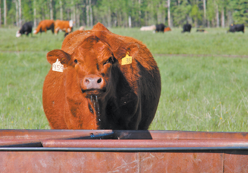 The first project under this program will be to confirm water sulfate consumption guidelines for beef cattle. | File photo