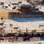 With the mild winter Western Canada has been experiencing, feed grain buyers expect prices should stay quiet for the next while. | File photo