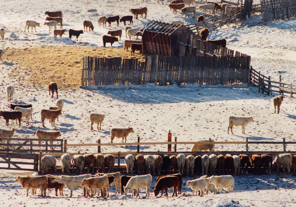 With the mild winter Western Canada has been experiencing, feed grain buyers expect prices should stay quiet for the next while. | File photo