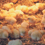A veterinarian says the cost of poultry production is two to three cents higher per pound when birds are raised without antibiotics. | File photo