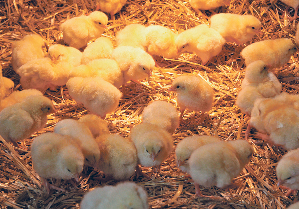 A veterinarian says the cost of poultry production is two to three cents higher per pound when birds are raised without antibiotics.  |  File photo