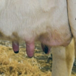 Udder edema is particularly prevalent in dairy cows. | File photo