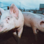 Swine conference told disease could easily enter Canada and would devastate the hog industry. | File photo