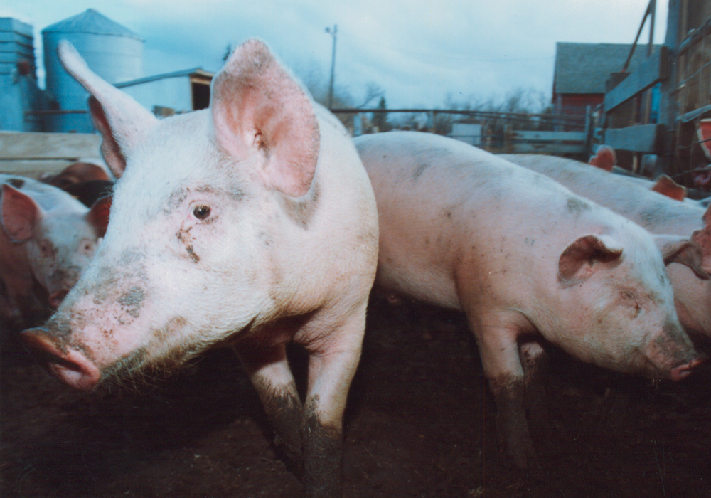Swine conference told disease could easily enter Canada and would devastate the hog industry. | File photo