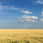 One miller has said they found oats and other grains treated with pre-harvest glyphosate doesn't mill as well as untreated grains. | File photo