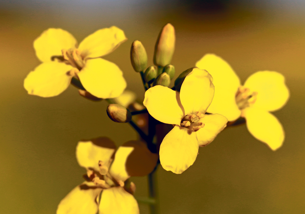 China also approved BASF’s RF3 trait, which allows the trait to be licensed to other companies.  |  File photo