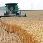 American farmers planted 32.5 million acres to wheat last year, of which 24.7 million acres were harvested. This was much less area than in previous years. | REUTERS/Jim Young photo