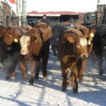 Manitoba cattle auctions were busy during the week ended Jan. 18, with solid prices for the large numbers moving through the rings in most locations. | File photo