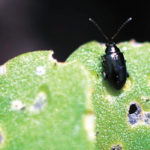 Cold temperatures hitting Manitoba won't do much to hurt the flea beetles overwintering, leaving the pest as a major concern to watch for for canola farmers next spring. | Canola Council of Canada photo