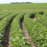 Corteva said Enlist E3 soybeans, which can resist three herbicides, will be offered in Brazil, Canada and the United States. Some commercial sales will begin in 2019, but timing will vary by country, according to a statement. | File photo