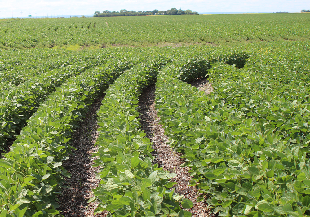 Corteva said Enlist E3 soybeans, which can resist three herbicides, will be offered in Brazil, Canada and the United States. Some commercial sales will begin in 2019, but timing will vary by country, according to a statement. | File photo