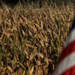 Farm Credit CEOs warned that some farmers were about to run out of options after years of lower corn and soybean prices unless there is an end to President Donald Trump's trade war with China, which all but wiped out the main export market for U.S. soybeans this year. | File photo