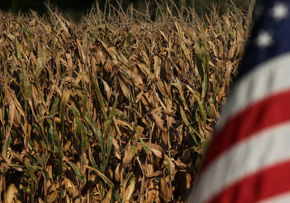 Farm Credit CEOs warned that some farmers were about to run out of options after years of lower corn and soybean prices unless there is an end to President Donald Trump's trade war with China, which all but wiped out the main export market for U.S. soybeans this year. | File photo
