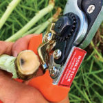 The main tools for fighting blackleg continue to be longer rotations, identification of the disease when scouting and resistance to the pathogen bred into Canadian cultivars. | File photo