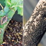 Measuring blackleg’s impact on profitability
