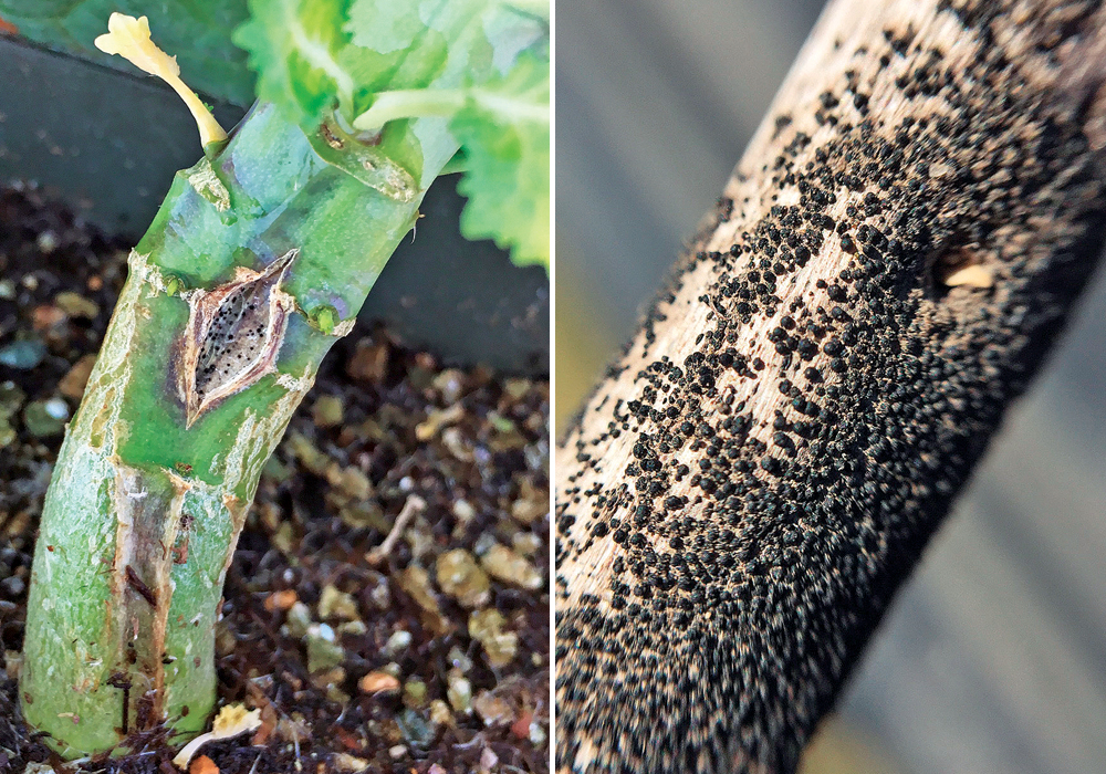 Measuring blackleg’s impact on profitability