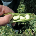 Crop researchers say new inoculants will make fababeans deliver bigger yields more reliably. | File photo