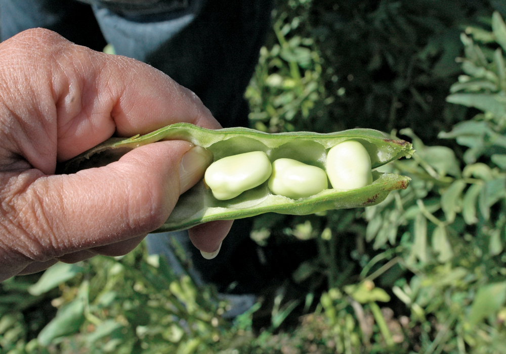Crop researchers say new inoculants will make fababeans deliver bigger yields more reliably.  |  File photo