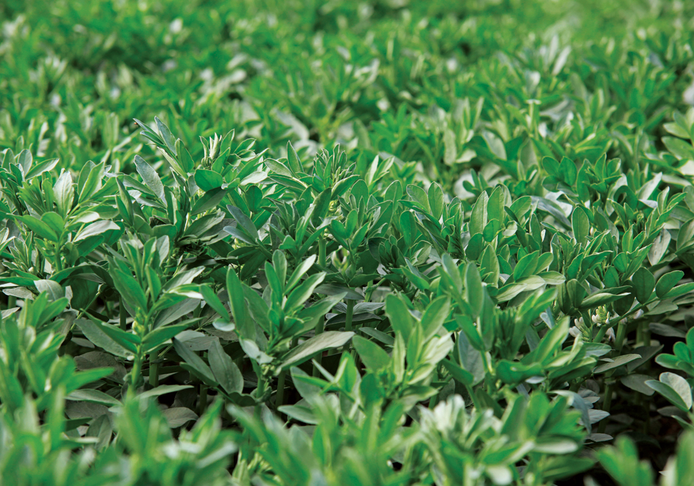 Fababeans fix more nitrogen than other crops, improve soil structure and are resistant to diseases that commonly affect other pulses. Manufacturers are already using fababean ingredients in Europe and North America.  |  File photo