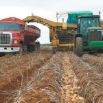 In the last few years Manitoba farmers have seeded about 64,000 acres of spuds. In P.E.I., acreage is around 85,000. That means the addition of 16,000 acres will put Manitoba over the top. | File photo