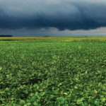 Study more soybeans: researcher