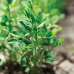 Soybeans may do well in soil like this Regina gumbo, so the plants can store moisture for use later in the season. | File photo