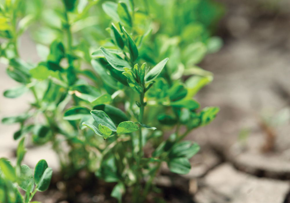 Soybeans may do well in soil like this Regina gumbo, so the plants can store moisture for use later in the season. | File photo