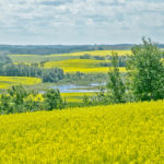 Canola made small moves to the upside on the ICE futures market today. | File photo